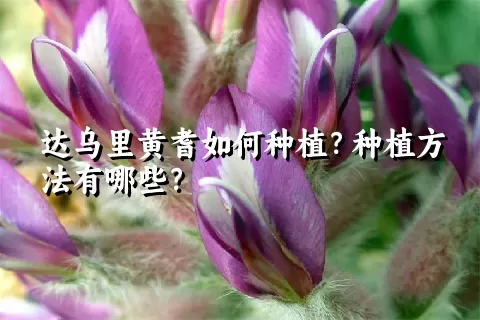 达乌里黄耆如何种植？种植方法有哪些？