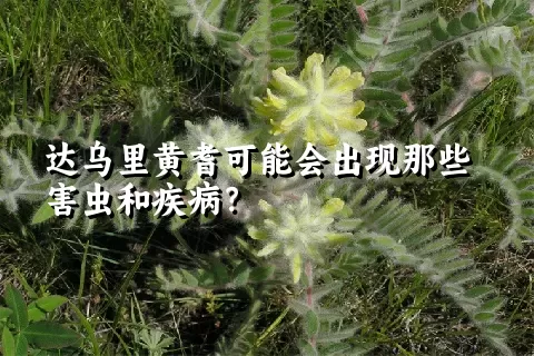 达乌里黄耆可能会出现那些害虫和疾病？