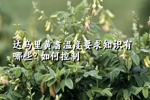 达乌里黄耆温度要求知识有哪些？如何控制