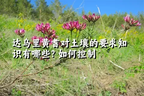 达乌里黄耆对土壤的要求知识有哪些？如何控制