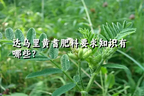 达乌里黄耆肥料要求知识有哪些？