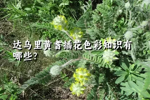 达乌里黄耆插花色彩知识有哪些？