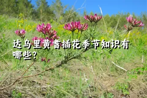 达乌里黄耆插花季节知识有哪些？