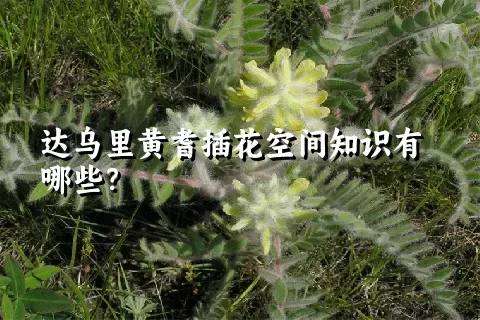 达乌里黄耆插花空间知识有哪些？