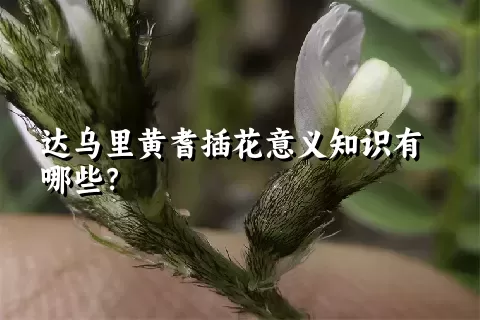 达乌里黄耆插花意义知识有哪些？