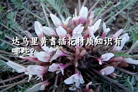 达乌里黄耆插花材质知识有哪些？