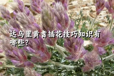 达乌里黄耆插花技巧知识有哪些？