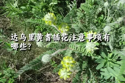 达乌里黄耆插花注意事项有哪些？