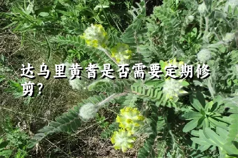 达乌里黄耆是否需要定期修剪？