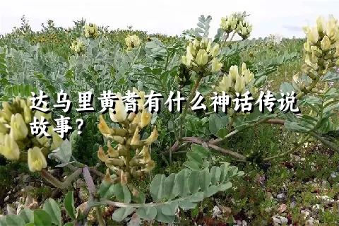 达乌里黄耆有什么神话传说故事？