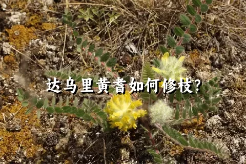 达乌里黄耆如何修枝？