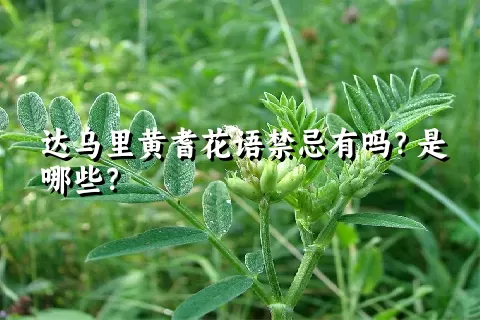 达乌里黄耆花语禁忌有吗？是哪些？