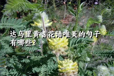 达乌里黄耆花语唯美的句子有哪些？