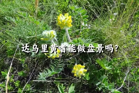 达乌里黄耆能做盆景吗？