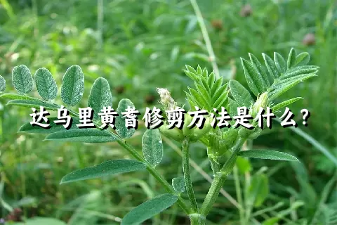 达乌里黄耆修剪方法是什么？