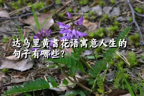 达乌里黄耆花语寓意人生的句子有哪些？