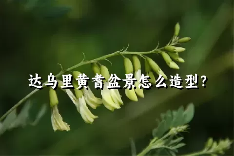 达乌里黄耆盆景怎么造型？