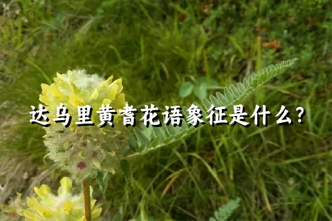 达乌里黄耆花语象征是什么？