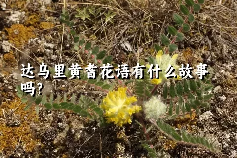 达乌里黄耆花语有什么故事吗？