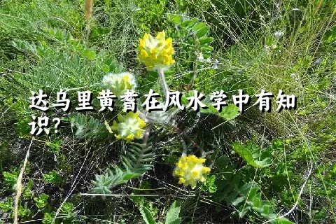 达乌里黄耆在风水学中有知识？