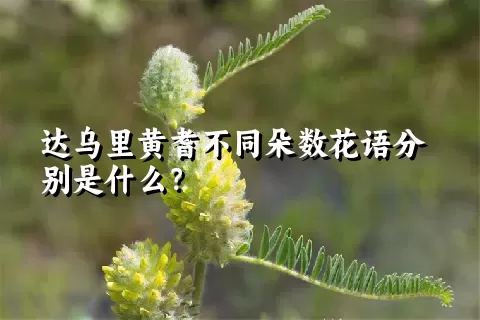 达乌里黄耆不同朵数花语分别是什么？