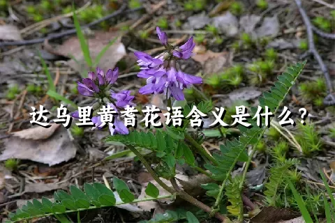 达乌里黄耆花语含义是什么？