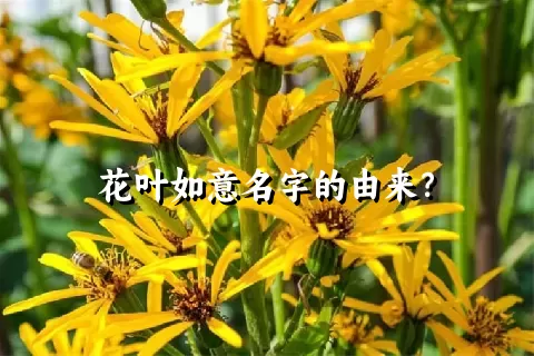 花叶如意名字的由来？