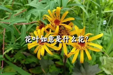 花叶如意是什么花？