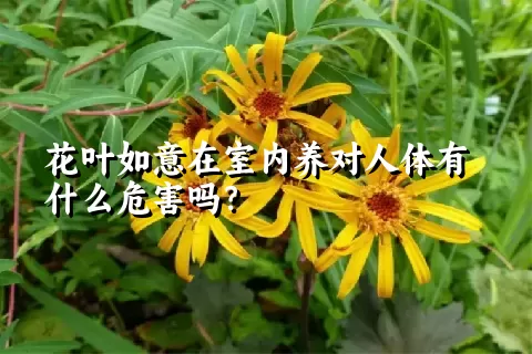 花叶如意在室内养对人体有什么危害吗？