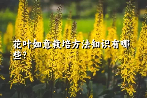 花叶如意栽培方法知识有哪些？