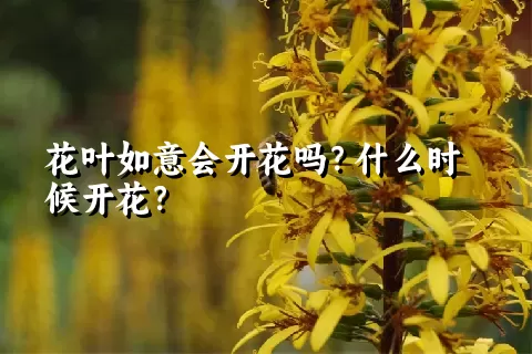 花叶如意会开花吗？什么时候开花？