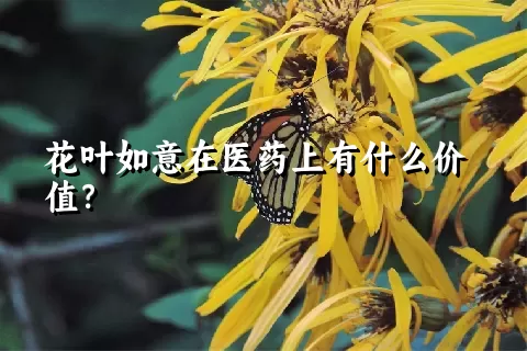 花叶如意在医药上有什么价值？