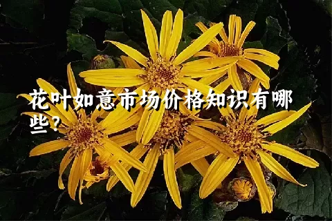 花叶如意市场价格知识有哪些？