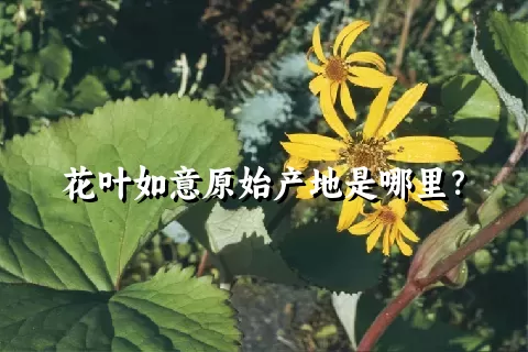 花叶如意原始产地是哪里？