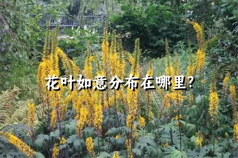 花叶如意分布在哪里?