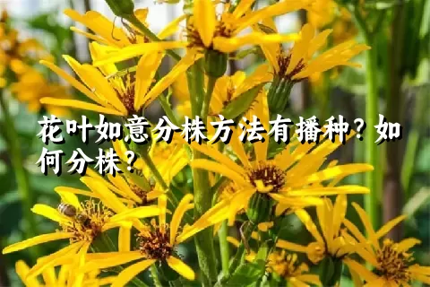 花叶如意分株方法有播种？如何分株？