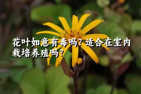 花叶如意有毒吗？适合在室内栽培养殖吗？