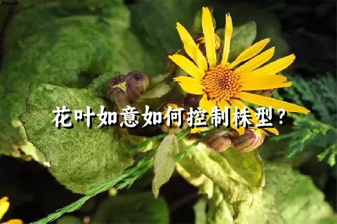 花叶如意如何控制株型？