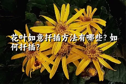 花叶如意扦插方法有哪些？如何扦插？