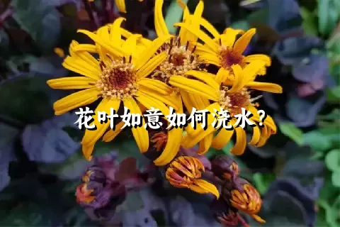 花叶如意如何浇水？