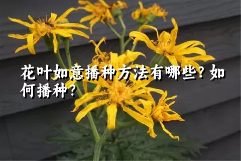 花叶如意播种方法有哪些？如何播种？