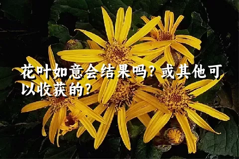 花叶如意会结果吗？或其他可以收获的？