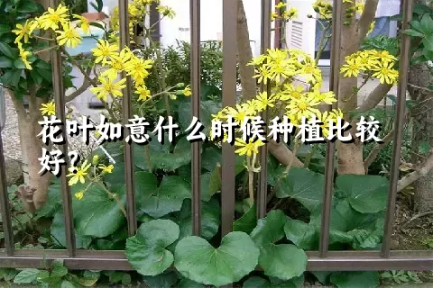 花叶如意什么时候种植比较好？