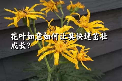 花叶如意如何让其快速茁壮成长？