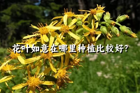 花叶如意在哪里种植比较好？