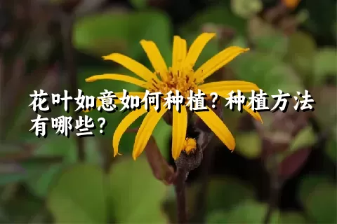 花叶如意如何种植？种植方法有哪些？