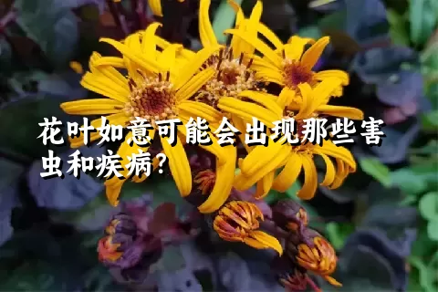 花叶如意可能会出现那些害虫和疾病？