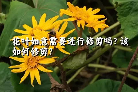 花叶如意需要进行修剪吗？该如何修剪？