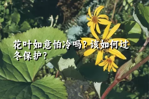 花叶如意怕冷吗？该如何过冬保护？