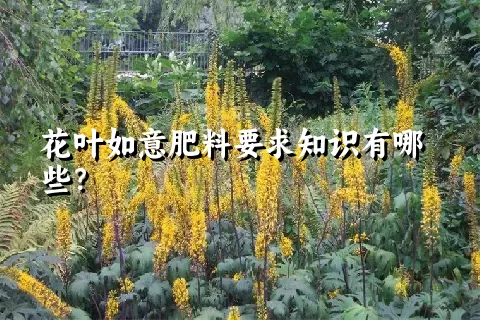 花叶如意肥料要求知识有哪些？